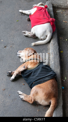 Dogs addormentato sulla carreggiata nella zona suburbana di Bangkok. Questi animali sono indossare giubbotti di ripiego dopo un freddo senza precedenti snap. Foto Stock