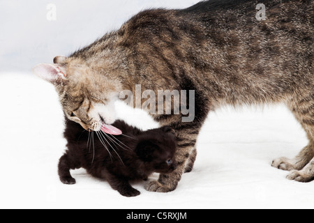 I gatti domestici, Cat leccare le pellicce di gattino Foto Stock