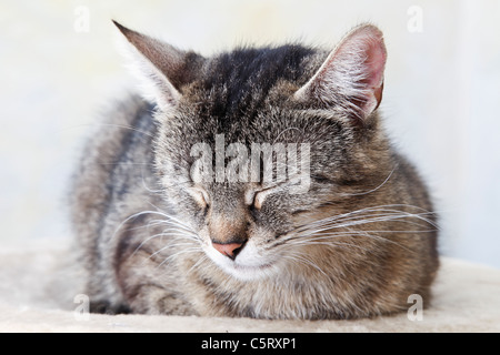 Il gatto domestico dormendo, ritratto, close-up Foto Stock