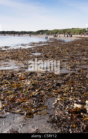 Alga Kelp sulla spiaggia Beadnell Foto Stock