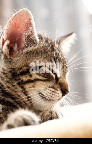 Il gatto domestico, gattino dorme, ritratto, close-up Foto Stock