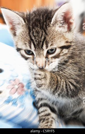 Il gatto domestico, gattino toelettatura, ritratto, close-up Foto Stock