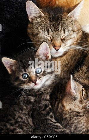 I gatti domestici, Cat famiglia, vista in elevazione Foto Stock