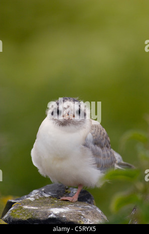 ARCTIC TERN Sterna paradisaea un pulcino in crescita in attesa su un muro di pietra per i suoi genitori a tornare con un po' di cibo. Isole farne,UK Foto Stock