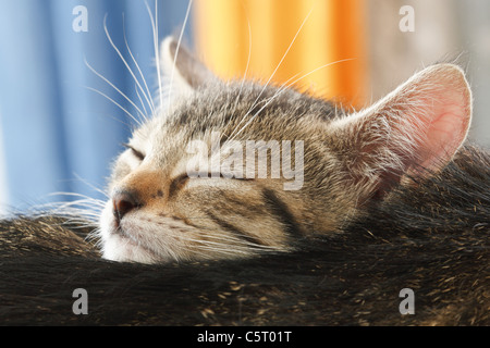 Il gatto domestico, gattino dorme da madre, ritratto, close-up Foto Stock