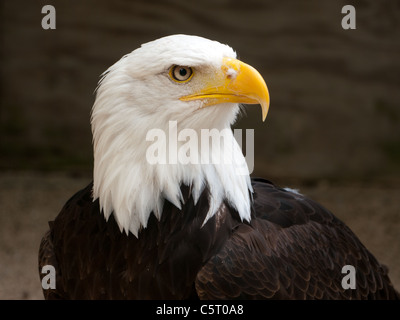 Aquila calva in The Falconry Centre, Morton-in-Marsh, Regno Unito Foto Stock