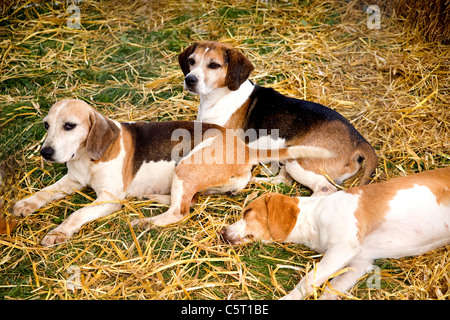 Tre Beagle cane da caccia, nero, marrone e bianco al Bucks mostrano, Bucks, Regno Unito Foto Stock