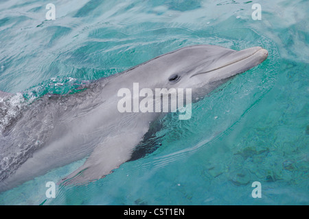 America Latina, Honduras, isole di Bay Reparto, Roatan, Mar dei Caraibi, vicino fino del tursiope nuotare in acqua di mare Foto Stock