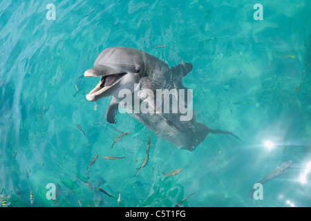 America Latina, Honduras, isole di Bay Reparto, Roatan, Mar dei Caraibi, vista del tursiope il nuoto in superficie di acqua di mare Foto Stock