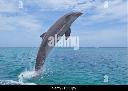America Latina, Honduras, isole di Bay Reparto, Roatan, Mar dei Caraibi, vista del tursiope saltando in acqua di mare Foto Stock