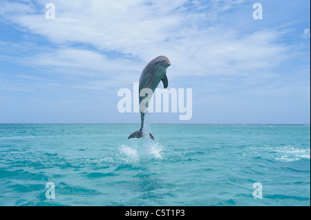 America Latina, Honduras, isole di Bay Reparto, Roatan, Mar dei Caraibi, vista del tursiope saltando in acqua di mare Foto Stock