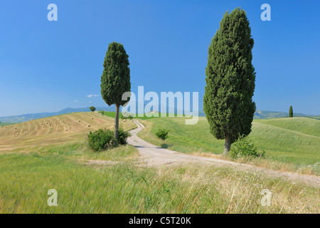 L'Italia, in Toscana, in provincia di Siena e della Val d'Orcia, Pienza, vista di cipressi lungo la strada sterrata Foto Stock