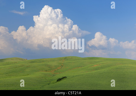 L'Italia, in Toscana, in provincia di Siena e della Val d'Orcia, Pienza, vista di cumulonimbus cloud con campo verde Foto Stock