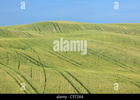 L'Italia, in Toscana, in provincia di Siena e della Val d'Orcia, Pienza, vista sul verde campo di grano con tracce di pneumatici Foto Stock