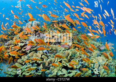 Corallo insalata con migliaia di anthias, Nuweiba, Mar Rosso, Sinai, Egitto Foto Stock