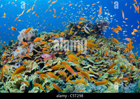 Corallo insalata con migliaia di anthias, Nuweiba, Mar Rosso, Sinai, Egitto Foto Stock