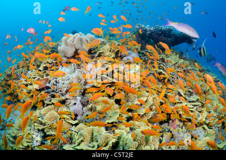 Corallo insalata con migliaia di anthias, Nuweiba, Mar Rosso, Sinai, Egitto Foto Stock