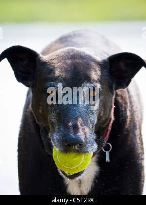 Germania - Monaco, Close up del cane nero che porta palla da tennis in bocca vicino al fiume Isar Foto Stock