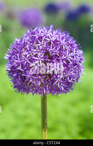 Chiudere fino dal siciliano miele Lily Foto Stock