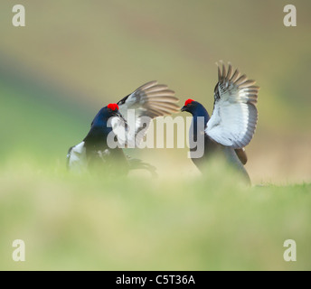 Gallo forcello Tetrao tetrix una coppia di maschi adulti combattere su un telecomando moorland all'alba. La Scozia, Regno Unito Foto Stock