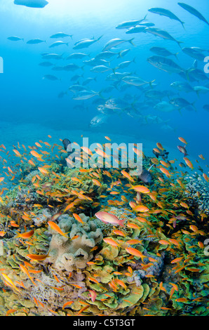 Corallo insalata con migliaia di anthias, Nuweiba, Mar Rosso, Sinai, Egitto Foto Stock