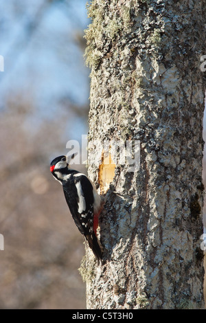 Picchio rosso maggiore hacking fuori un nido nel tronco di albero Foto Stock