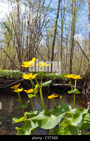 Kingcup fiori dal flusso nella primavera del bosco Foto Stock
