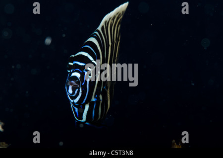 I capretti imperatore angelfish, Nuweiba, Mar Rosso, Sinai, Egitto Foto Stock