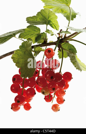 Ribes rosso (ribes rubrum) sul ramo, close-up Foto Stock