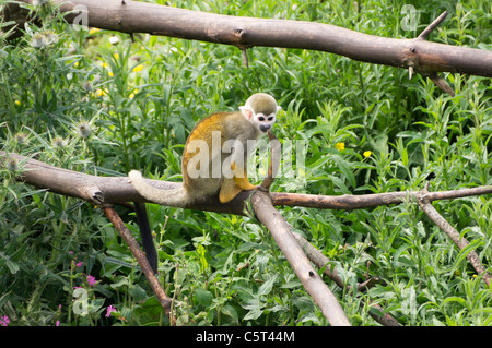 Lo Zoo di Edimburgo - Scimmia di scoiattolo Foto Stock