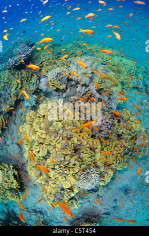 Corallo insalata con migliaia di anthias, Nuweiba, Mar Rosso, Sinai, Egitto Foto Stock