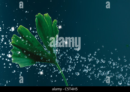 Gingko foglie con goccioline di acqua, close-up Foto Stock