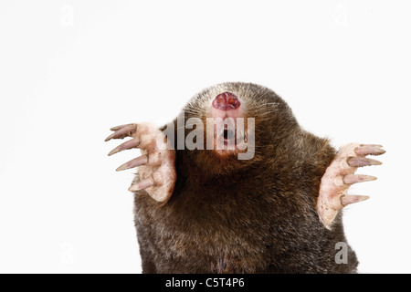 Unione Mole, Talpa europaea, close-up Foto Stock