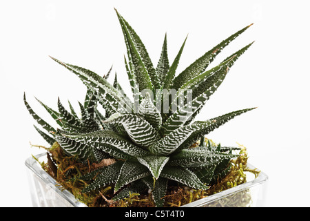 "Haworthia" impianto ("Haworthia" maraisii var. notabilis) nel vaso di fiori, close-up Foto Stock