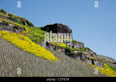 In Germania, in Renania Palatinato, Zeltingen-Rachtig, vigneto Foto Stock