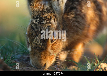 BROWN lepre Lepus europaeus un maschio adulto seguendo il profumo di una femmina durante la stagione della riproduzione. Marzo. Derbyshire, Regno Unito Foto Stock