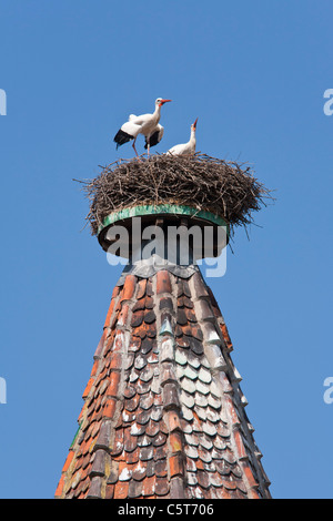 Francia, Alsazia, RibeauvillÃ©, vista di due cicogne bianche nel nido sulla sommità del tetto steepled Foto Stock