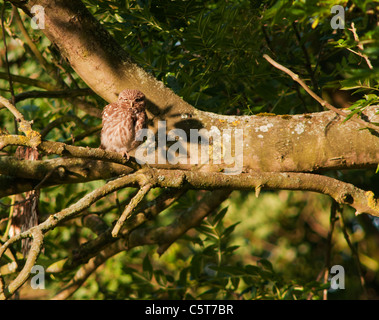 Civetta (Athene noctua) appollaiato sul ramo di albero Foto Stock