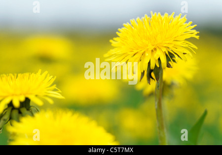 Fiori gialli, il tarassaco Foto Stock