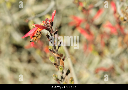 Bee pollinates Chuparosa fiore. Foto Stock