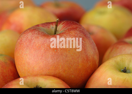 Mele (malus domestica), close up Foto Stock