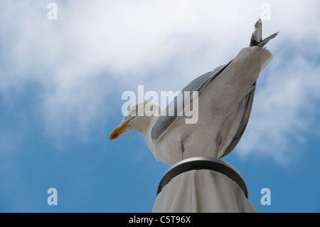 Un gabbiano posatoi su un palo a Aberdeen Foto Stock