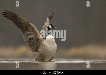 CANADA GOOSE Branta canadensis un adulto asciugando le sue ali dopo la balneazione. Derbyshire, Regno Unito Foto Stock