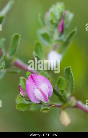 Ononide; Ononis repens; Cornovaglia; Regno Unito Foto Stock