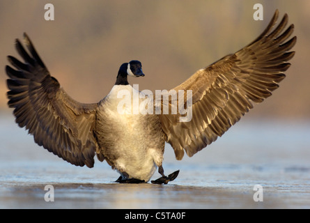 CANADA GOOSE Branta canadensis un adulto di frenatura parafango come si atterra maldestramente su un lago ghiacciato. Nottinghamshire, Regno Unito Foto Stock