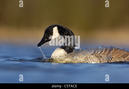 CANADA GOOSE Branta canadensis un adulto nel profilo è coperto in acqua come si bagna nel sole d'inverno. Derbyshire, Regno Unito Foto Stock