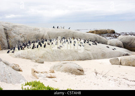Africa, Cape Town, Boulder Beach, pinguini Jackass (Speniscus demersus) lungo il litorale Foto Stock