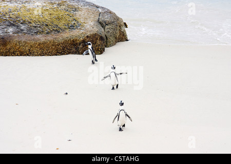 Africa, Cape Town, Boulder Beach, pinguini Jackass (Speniscus demersus) passeggiate sulla spiaggia Foto Stock