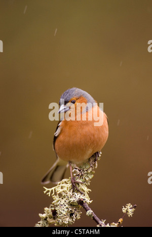 Fringuello Fringilla coelebs un maschio adulto appollaiato su un lichene ramo coperti in caso di pioggia. La Scozia, Regno Unito Foto Stock