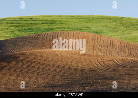 Stati Uniti d'America, nello Stato di Washington, Palouse, paesaggio di campo Foto Stock